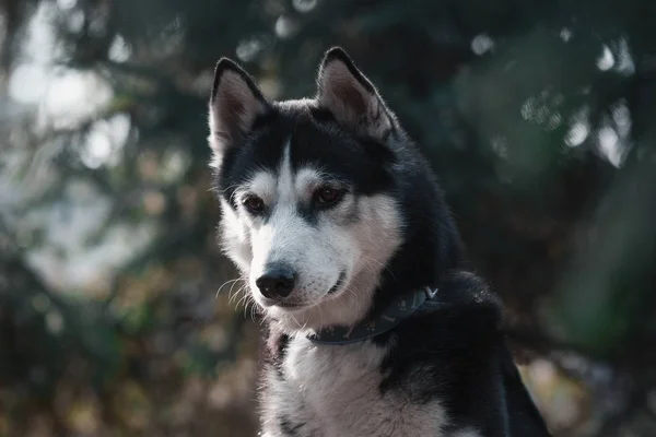 Portrait of a black-white siberian husky dog on green background