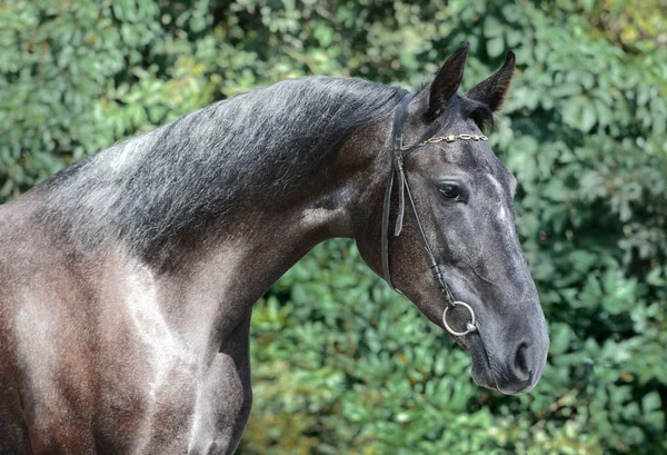 Belo Retrato Cavalo Esporte Cinza Fundo Verde Verão — Fotografia de Stock