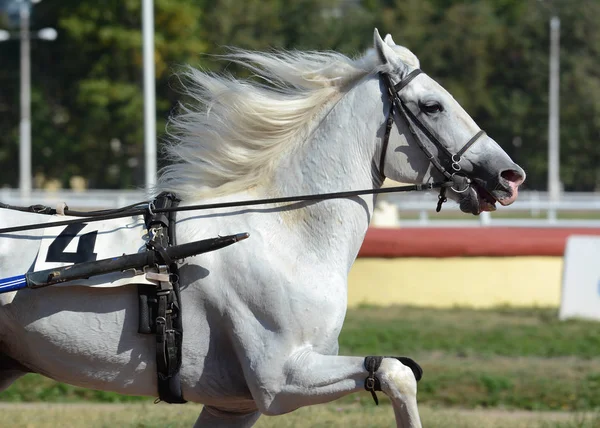 在马地法全能型运动中的白马小跑的肖像 — 图库照片
