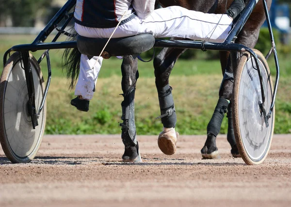 Ноги Рыскающего Коня Конной Упряжи Конный Спорт Деталях — стоковое фото