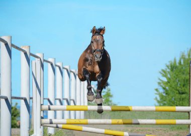 Kahverengi trakehner spor at ücretsiz gökyüzü arka plan üzerinde bir engel atlar. Önden Görünüm