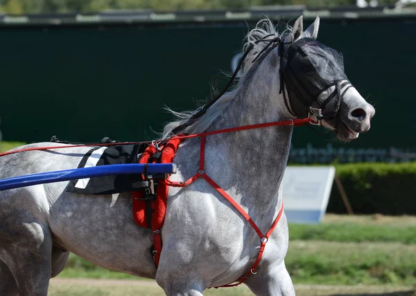 Potrait Caballo Gris Trotter Raza Movimiento Hipódromo — Foto de Stock