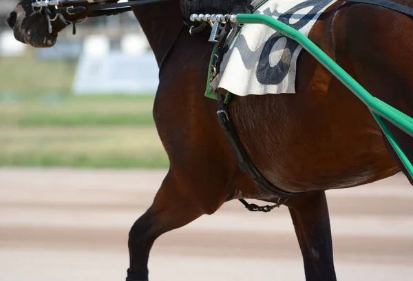Músculos Uma Raça Trote Cavalo Escuro Harness Corridas Cavalos Detalhes — Fotografia de Stock