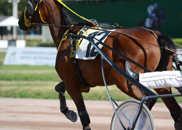 Los Músculos Sobre Caballo Trotan Raza Arnés Carreras Caballos Detalles — Foto de Stock