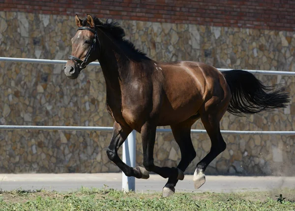 Krásné Zátoky Sportovní Koně Běží Tryskem Svobodu Létě — Stock fotografie