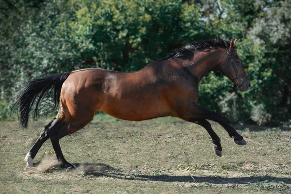 無料茶色 Trakehner スポーツ馬は夏に自由にジャンプします — ストック写真