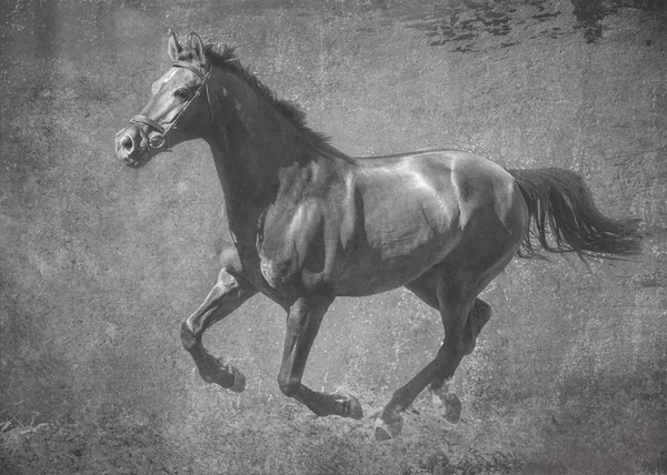 Dark Sport Horse Runs Gallop Freedom Black White Artistic Treatment — Stock Photo, Image