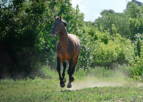 Bay Sport Horse Runs Gallop Freedom Summer — Stock Photo, Image