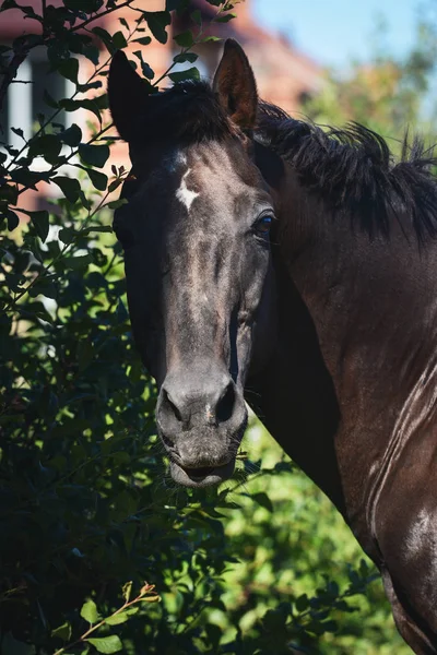 Retrato Cavalo Esporte Baía Escura Arbusto Verde — Fotografia de Stock