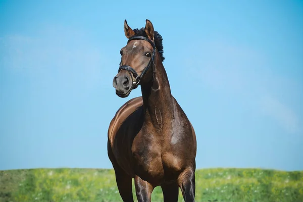 Retrato Belo Cavalo Esporte Marrom Liberdade Movimento Fundo Céu Vista — Fotografia de Stock