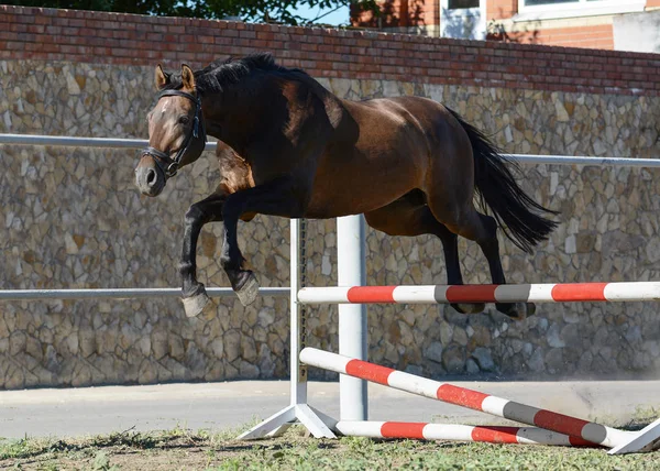 Hnědý Trakehner Sportovní Koně Zdarma Skoky Nad Překážkou — Stock fotografie