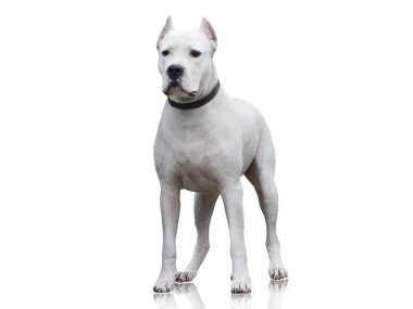 Dogo Argentino izole üzerinde beyaz arka plan ayakta. Önden Görünüm