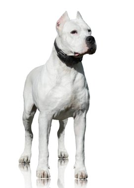 Dogo Argentino izole üzerinde beyaz arka plan ayakta. Önden Görünüm