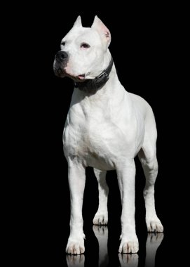 Dogo Argentino erkek üzerinde izole siyah arka plan ayakta. Önden Görünüm