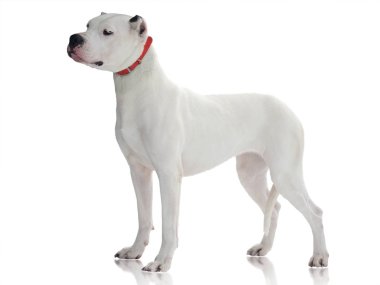 Dogo Argentino izole üzerinde beyaz arka plan ayakta. yan görünüm