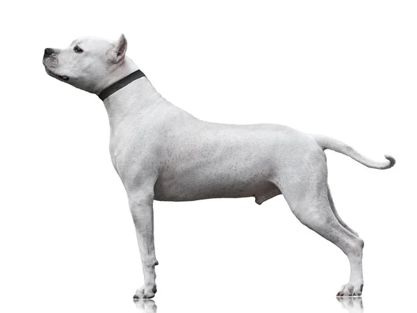 Krachtige Dogo Argentino Mannelijke Staan Geïsoleerd Witte Achtergrond Zijaanzicht — Stockfoto