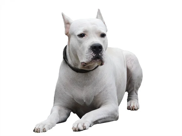 Dogo Argentino Ligt Geïsoleerd Witte Achtergrond Vooraanzicht — Stockfoto