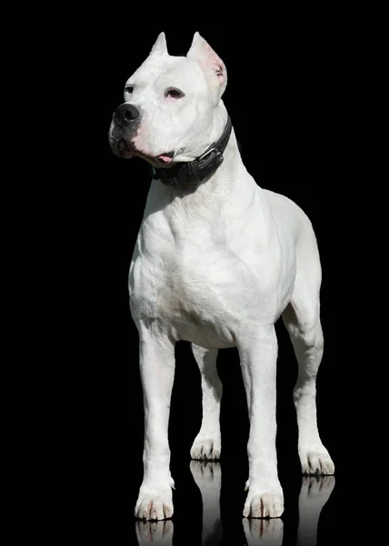 Dogo Argentino Male Stand Isoliert Auf Schwarzem Hintergrund Frontansicht — Stockfoto