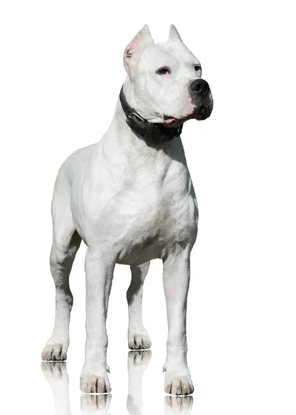 Dogo Argentino Στέκεται Απομονωθεί Λευκό Φόντο Μπροστινή Όψη Εικόνα Αρχείου