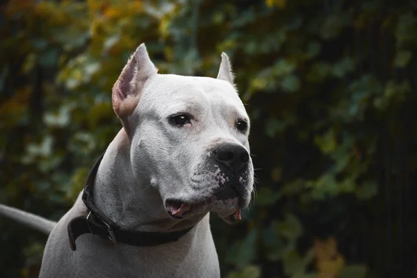 Retrato Belo Dogo Argentino Fundo Verde Verão — Fotografia de Stock