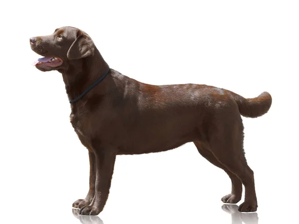 巧克力色狗拉布拉多猎犬站在孤立的白色背景 侧视图 — 图库照片