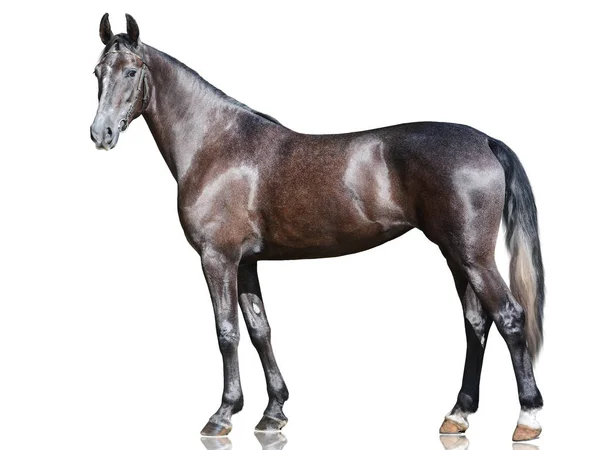 Beautiful Gray Sport Horse Standing Isolated White Background Side View — Stock Photo, Image