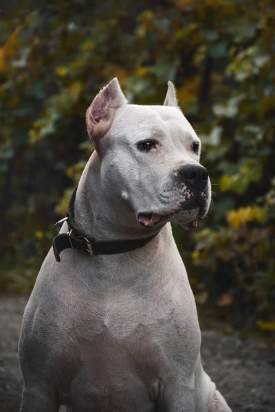 Portréja Gyönyörű Dogo Argentino Zöld Háttér Nyáron — Stock Fotó