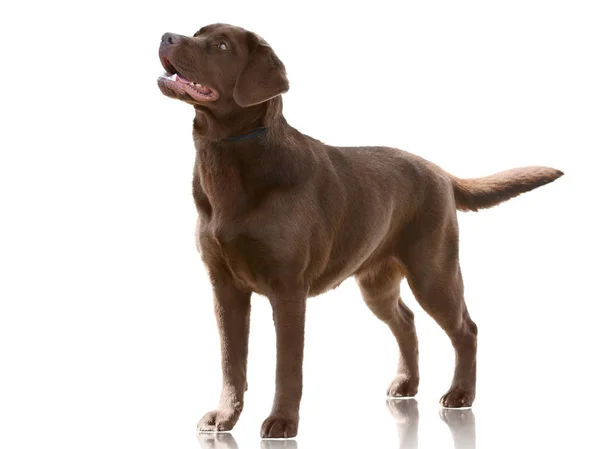 Çikolata renkli köpek Labrador Retriever beyaz arka plan üzerinde izole standı. Ön görünüm