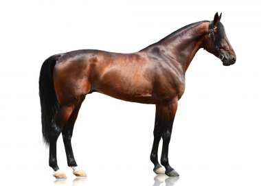 Güçlü defne safkan aygır beyaz arka plan üzerinde izole ayakta. Yan görünüm