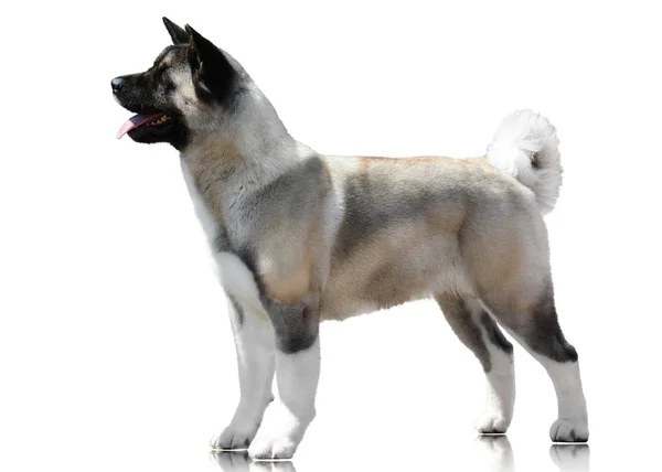 Amerikanische Akita Stehen Isoliert Auf Weißem Hintergrund Seitenansicht — Stockfoto