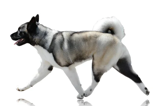 Beautiful American Akita Corre Isolado Fundo Branco Vista Lateral — Fotografia de Stock