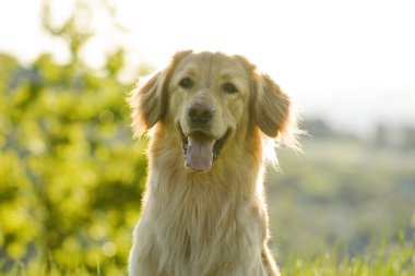 Bahar çiçeklerinde yetişen bir köpeğin portresi. sanatsal işlemde.