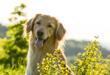 Bahar çiçeklerinde yetişen bir köpeğin portresi. sanatsal işlemde.