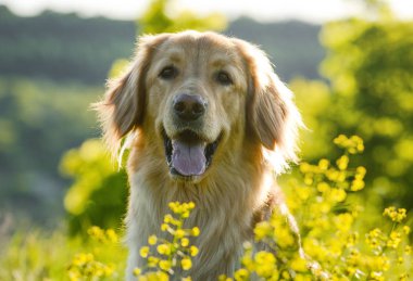Bahar çiçeklerinde yetişen bir köpeğin portresi. sanatsal işlemde.
