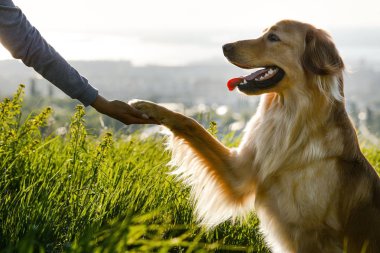 Hovawart köpeği doğadaki bir insana pençe verir. İnsan ve köpeğin dostluğu..