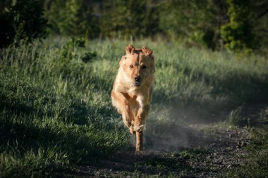 Hovawart köpeği sanatsal işlemler için ormanda koşar. Ön görünüm. 