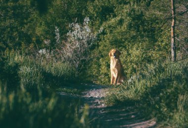 Ormanda oturan Hovawart köpeği. Ön görünüm