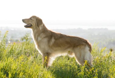 Hovawart köpeği bahar sabahı ormanda duruyor. Yan görünüm