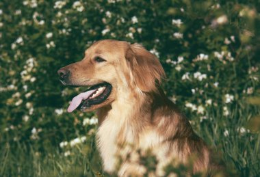 Bahar çiçeklerinde yetişen bir köpeğin portresi. sanatsal işlemde.