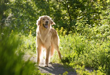 Hovawart köpeği bahar sabahı güneş ormanında duruyor. Ön görünüm