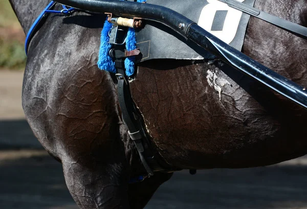 Spieren Een Zwarte Paardendraf Ras Harnas Paardenrennen Details — Stockfoto