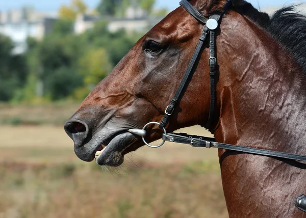 Portrait of a bay horse trotter breed in motion on hippodrome.