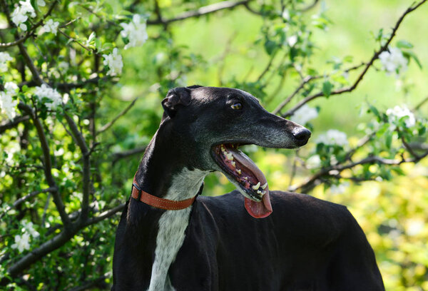 Portrait of a greyhound in spring flowers. in artistic processing.