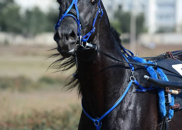 Retrato Uma Raça Trote Cavalo Preto Movimento Hipódromo — Fotografia de Stock