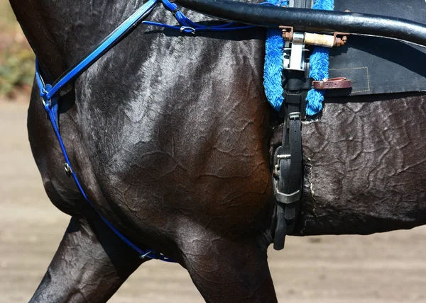 Spieren Een Zwarte Paardendraf Ras Harnas Paardenrennen Details — Stockfoto