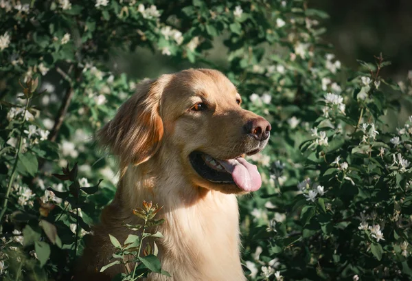 Retrato Del Perro Hovawart Crían Las Flores Primaverales Transformación Artística — Foto de Stock