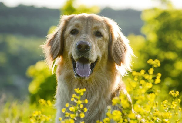 Bahar çiçeklerinde yetişen bir köpeğin portresi. sanatsal işlemde.