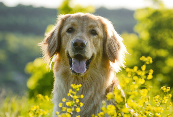 Portrait of a dog hovawart breed in spring flowers. in artistic processing.