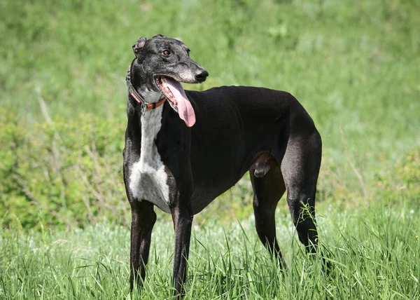 春の森に黒い灰色の猟犬が立っている サイドビュー — ストック写真