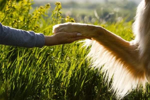 A hovawart dog gives a paw to a person in nature. The friendship of man and dog.